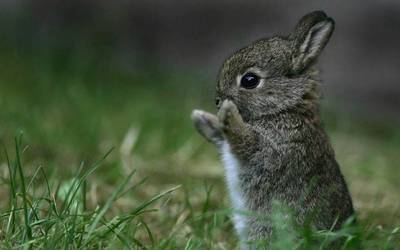No se encuentran evidencias del teporingo en el Nevado de Toluca