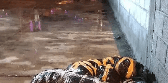 Perros encuentran restos humanos en Tultitlán