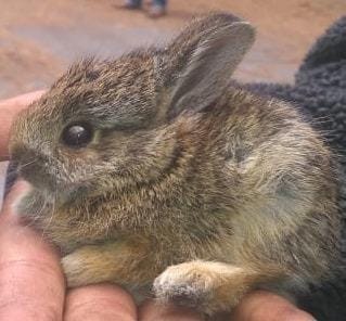 Encuentran conejo teporingo del Nevado de Toluca