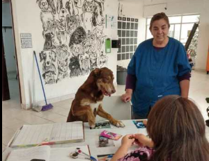 Esterilizaciones de perros y gatos