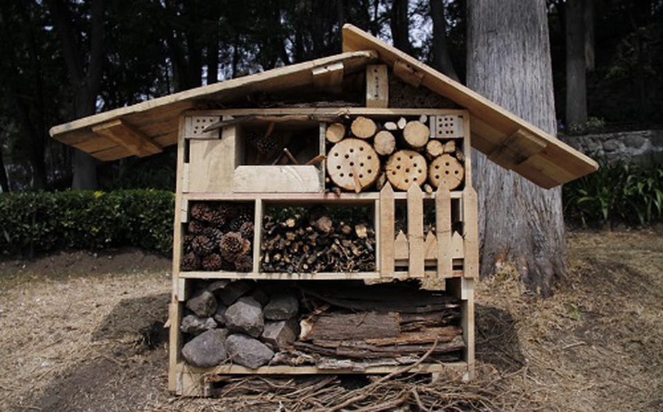 Inauguran en Toluca 3 «refugios» para insectos; ayudan en polinización