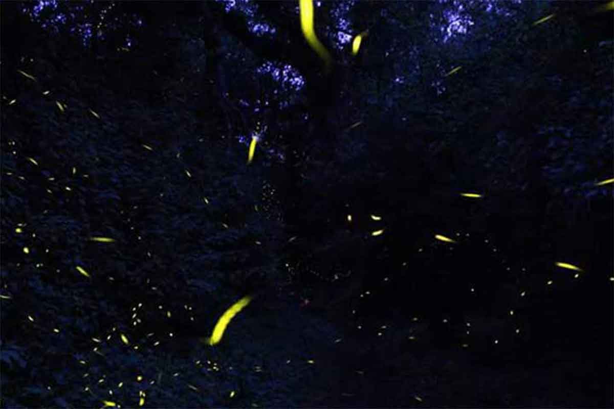 Conoce la espectacular ‘Ruta de las Luciérnagas’ en el Edomex