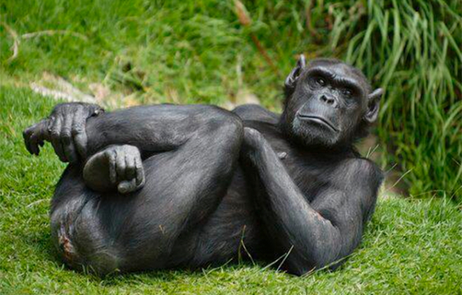 Zacango de luto por Rebeca