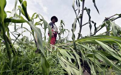 Granizo acaba con cosechas en el valle de Toluca