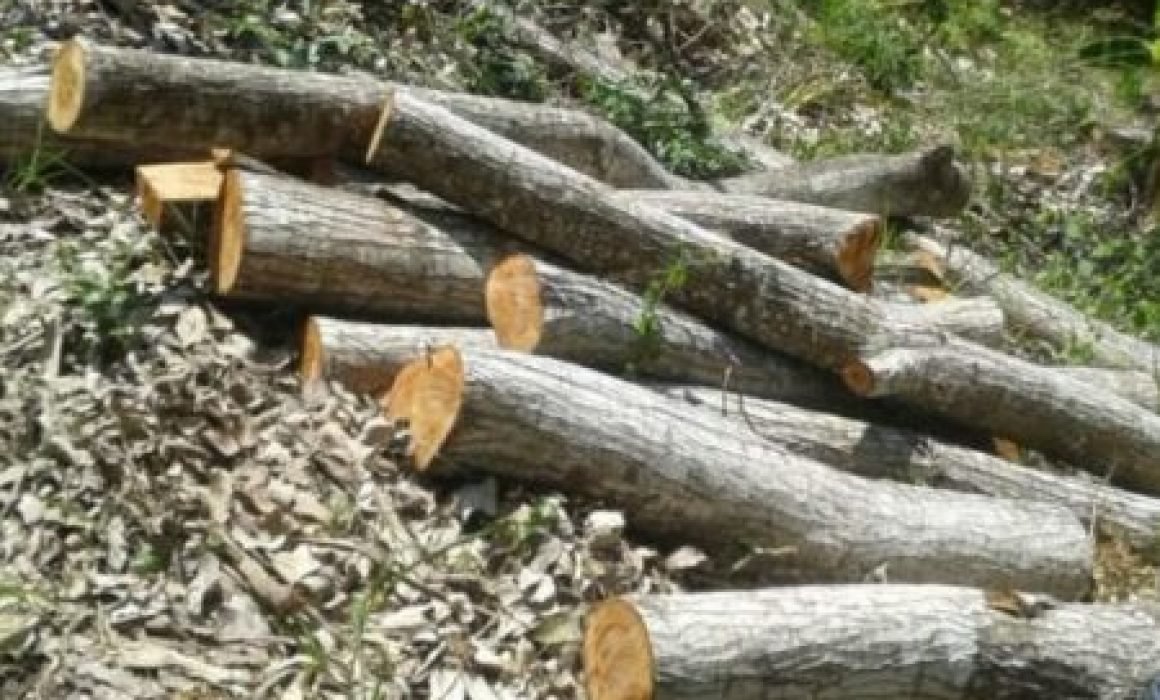 Talan clandestinamente 400 árboles al día en Ocuilán