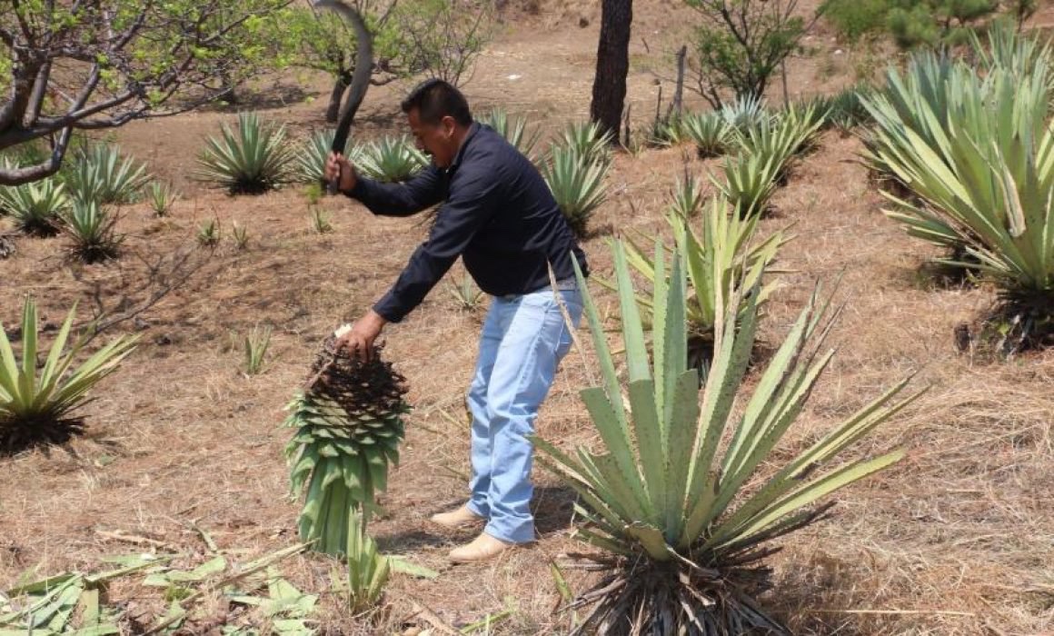 Desmienten pérdida de denominación de origen del mezcal mexiquense