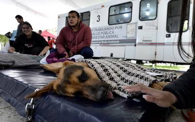 Promueven tenencia responsable de perros en Toluca
