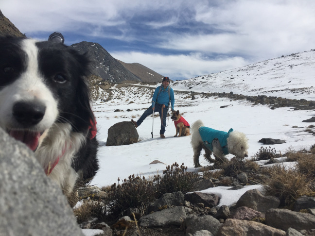 Razones para no llevar a tu perro al Nevado de Toluca y zonas montañosas