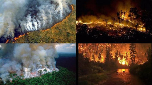 Incendios en la Amazonía: el pulmón verde del planeta se está quemando