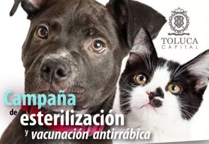 Esterilizaciones de perros y gatos