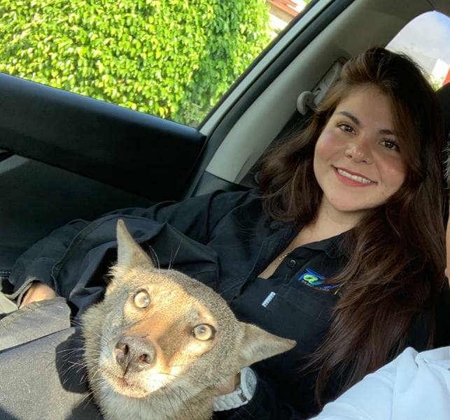 Joven quería ayudar a un perro y resulto ser un coyote en Tamaulipas