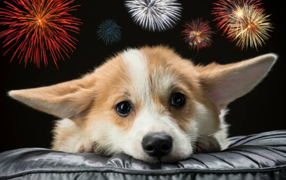 pirotecnia daña a tus mascotas