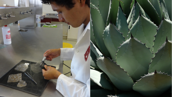 Crean plástico biodegradable del agave pulquero