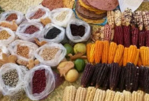 Buscan denominación de origen de maíz mexiquense