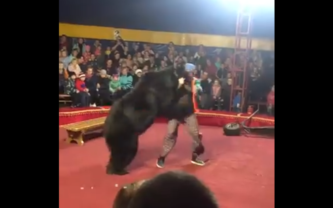 (Video) Oso ataca a domador en acto circense en Rusia