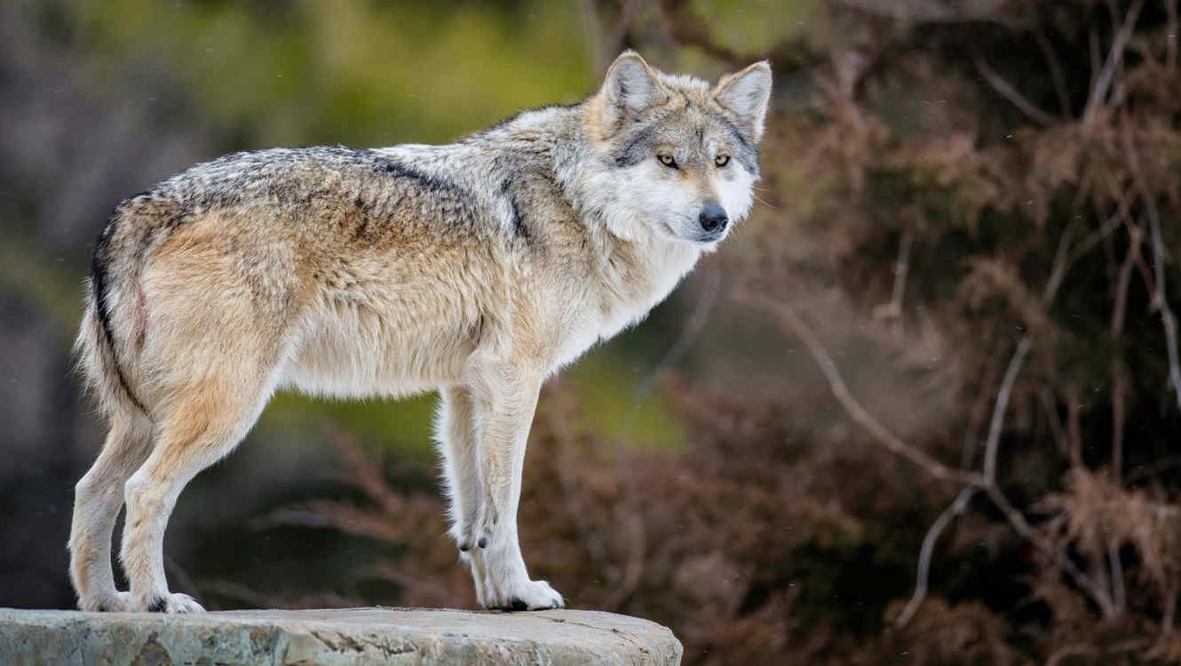 Parque Zacango y Ocotal contribuyen para supervivencia de lobo gris mexicano