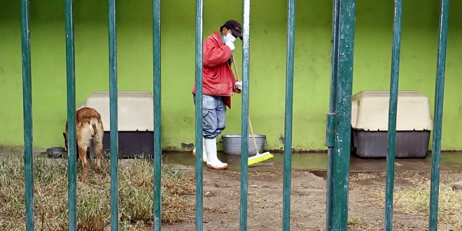 Toluca atiende denuncias por maltrato animal