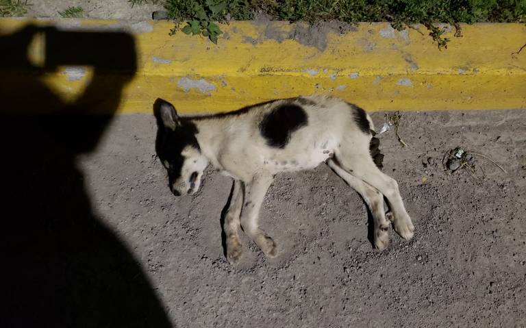 Vecinos de San Mateo Atenco denuncian envenenamiento de perros