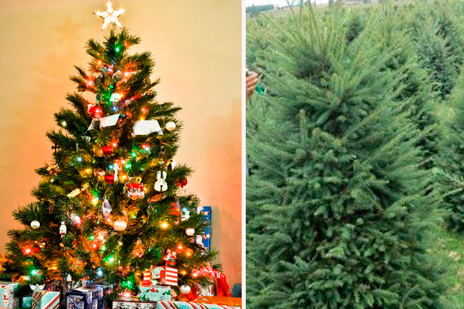 arbol de navidad natural o artificial