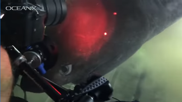 Graban tiburón peinetas en el Golfo de México, habita la tierra desde antes que los dinosaurios