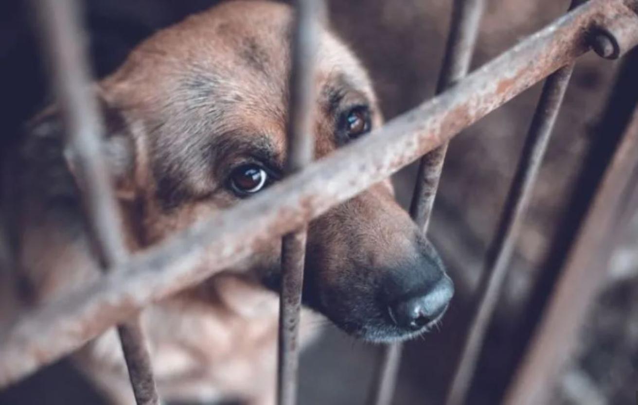 Prisión preventiva por maltrato animal en CDMX