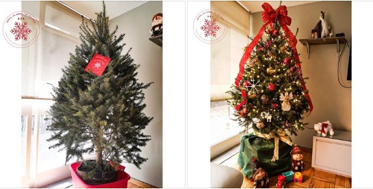 Renta un árbol de navidad en Toluca