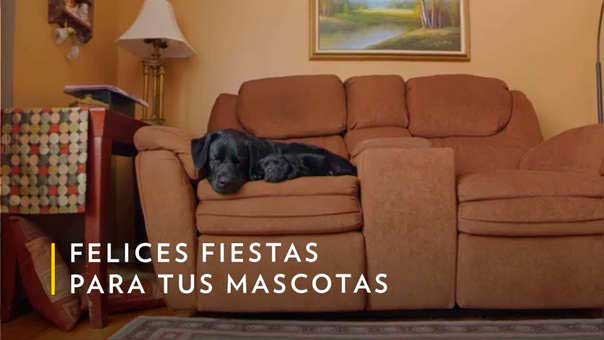 "Felices fiestas para tus mascotas" es el lema que enmarca este programa especial.