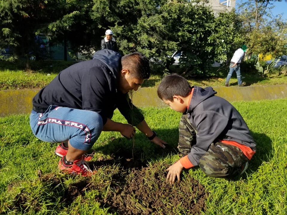 árboles plantados en Toluca