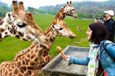 Parque Ecológico Zacango invita a campamento con entorno animal