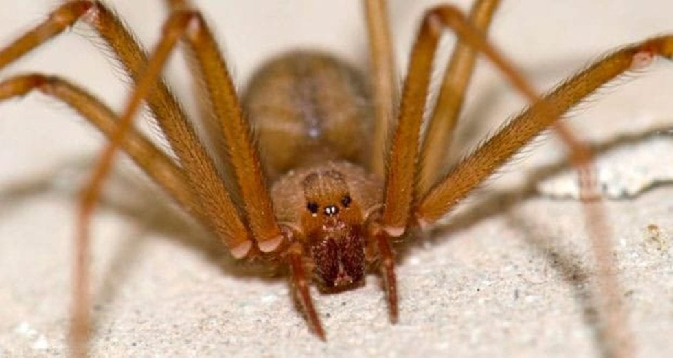 Todo lo que debes saber de la nueva araña violinista del Valle de México