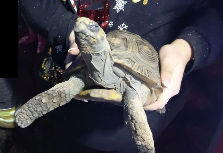 tortuga incendia casa