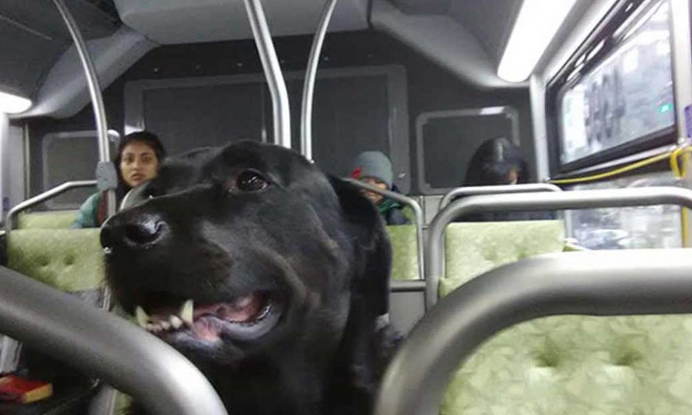 Perrita se sube diario al camion