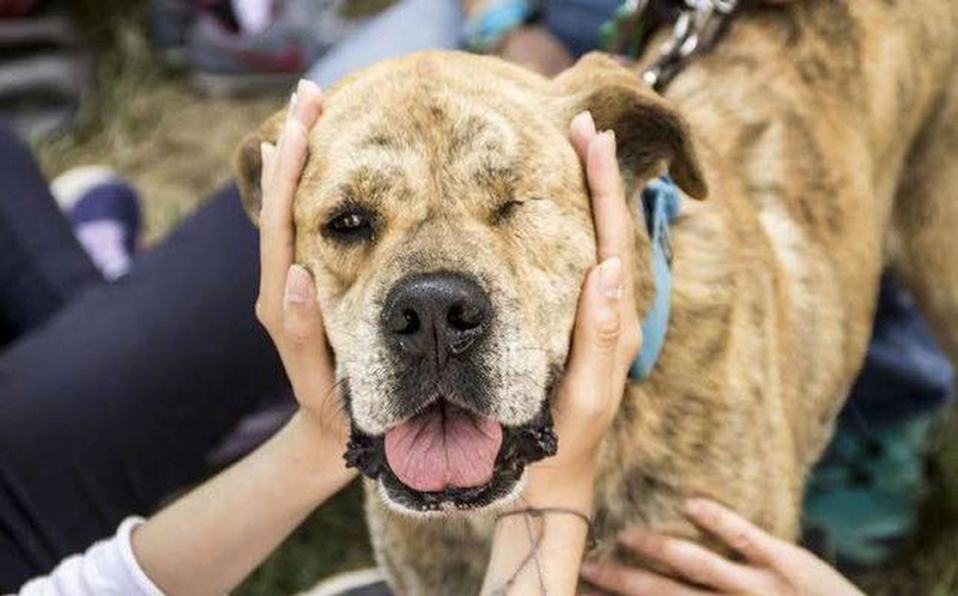 carcel a quienes maltraten animales