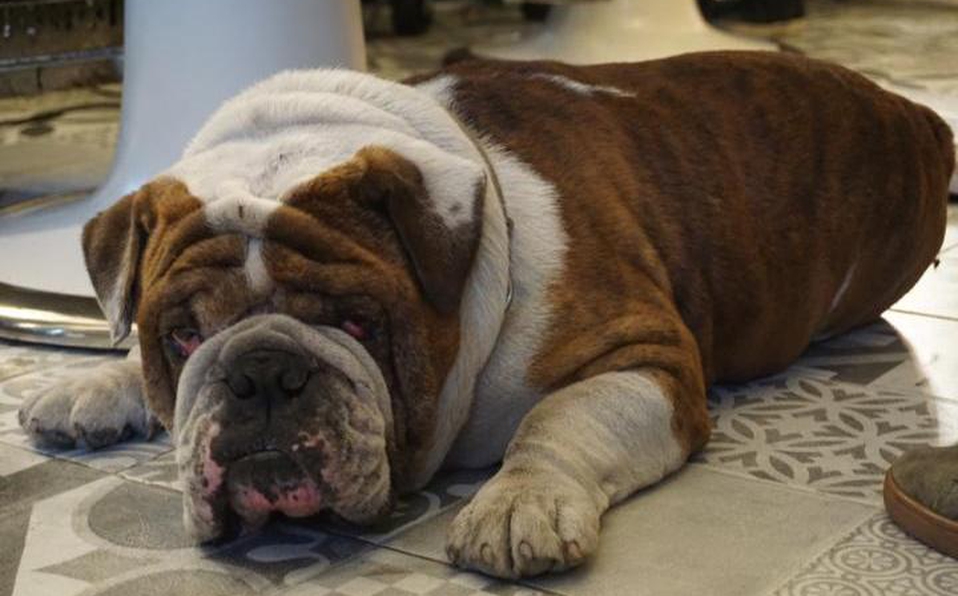 roban perro en colonia roma