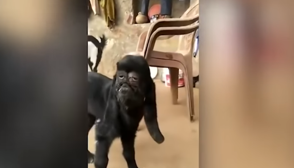 (Video) Viralizan extraña cabra con rostro humano