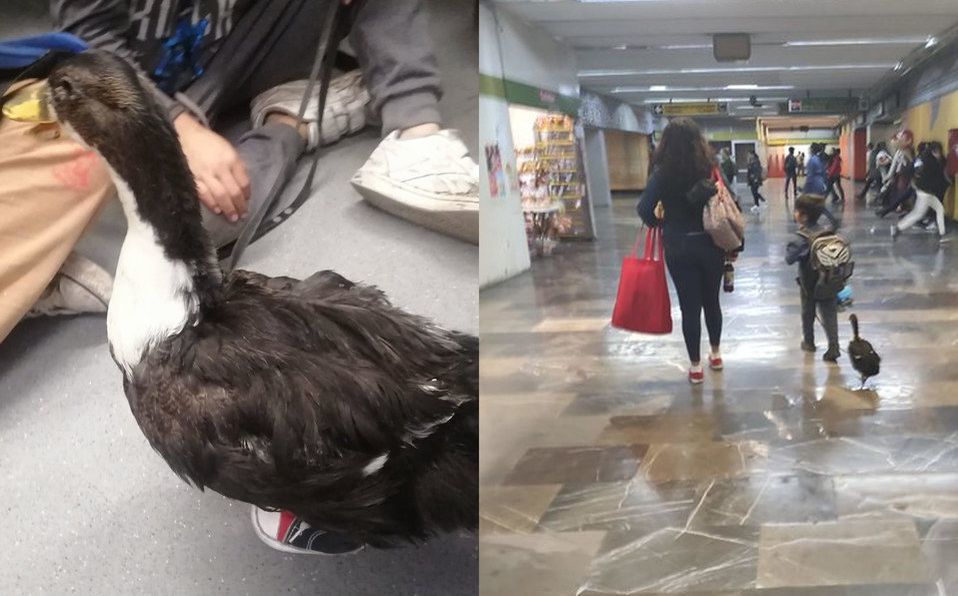 Pato con tenis causa sensacion en metro de la CDMX