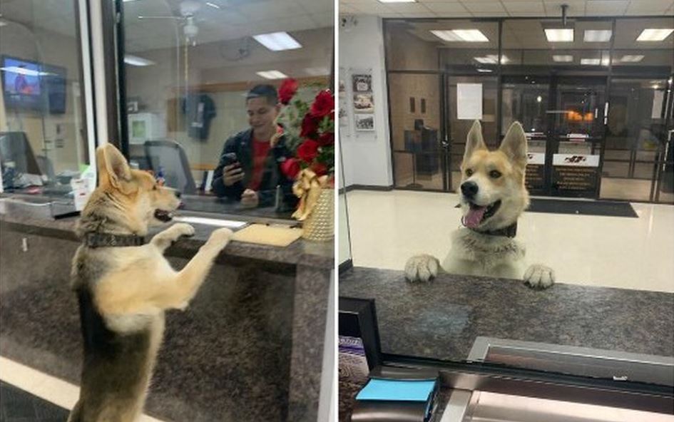 Perro acude a la policia para reportarse como extraviado