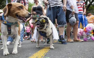 Feria de adopciones y caminata canina «CaminanDOG» en Toluca