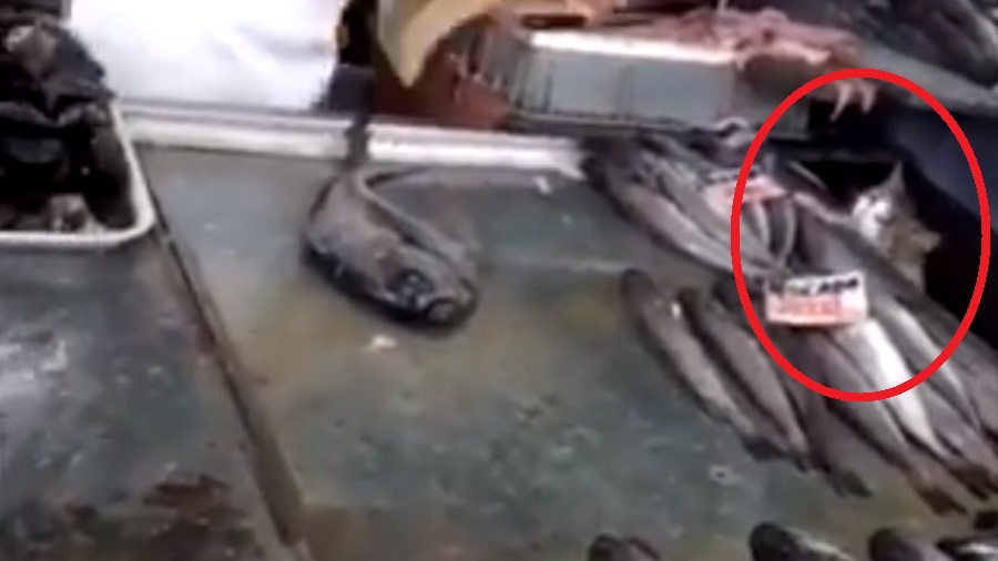 gatito se roba pescado en central de abasto