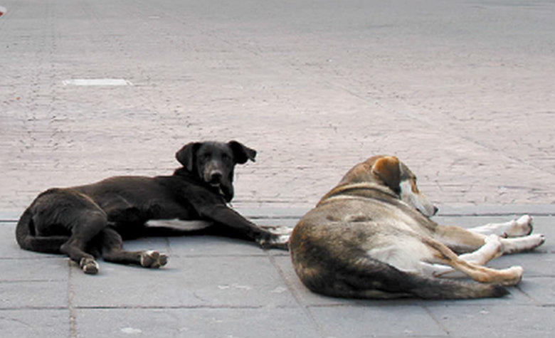 Dos perros le salvan la vida a hombre en asalto