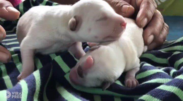 (Video) Nace en Tailandia «Kevin», un cachorro ciclople