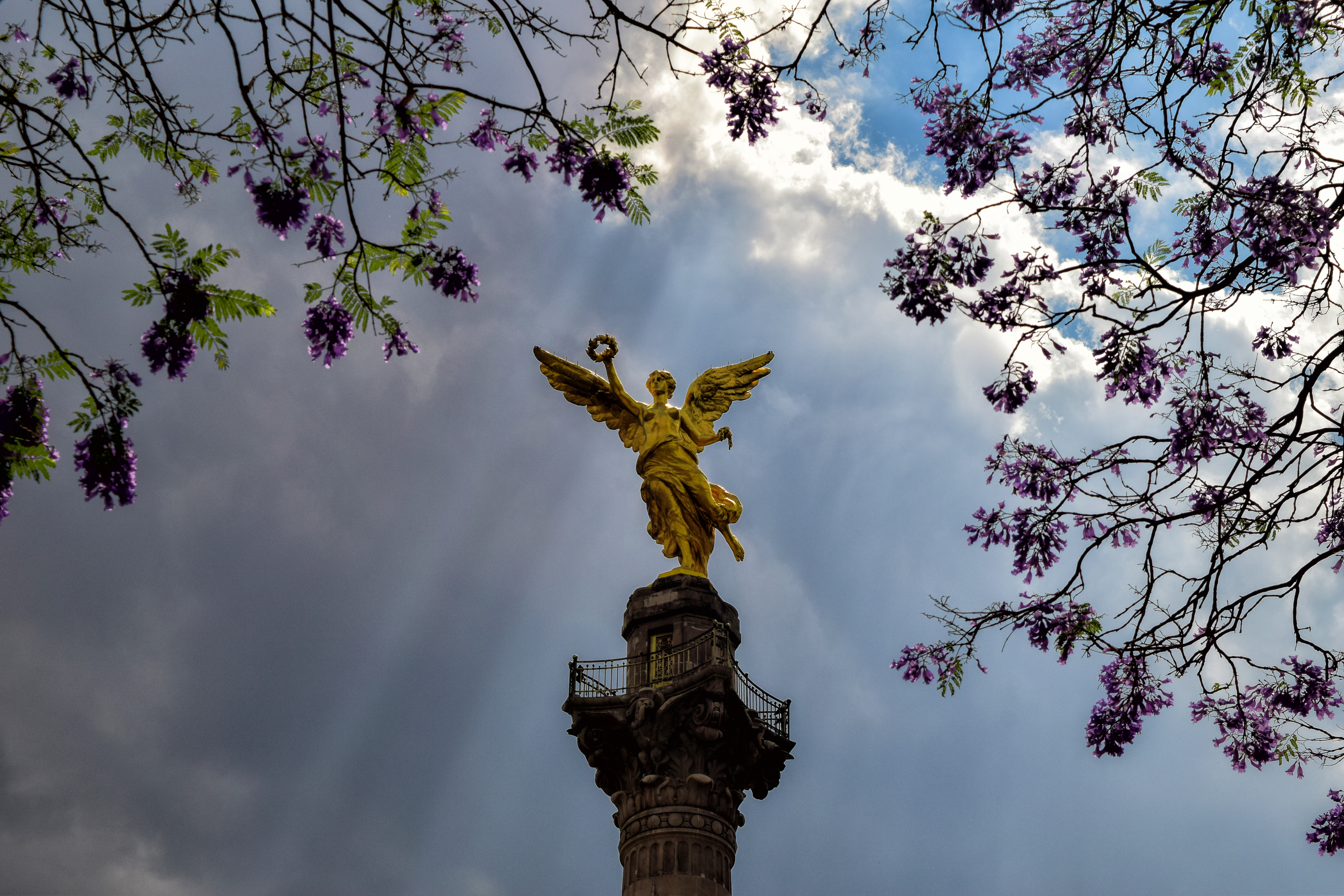 Lugares para apreciar las jacarandas de la CDMX