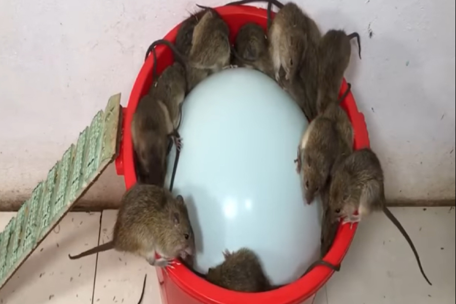 Ratas atrapadas en una trampa casera.