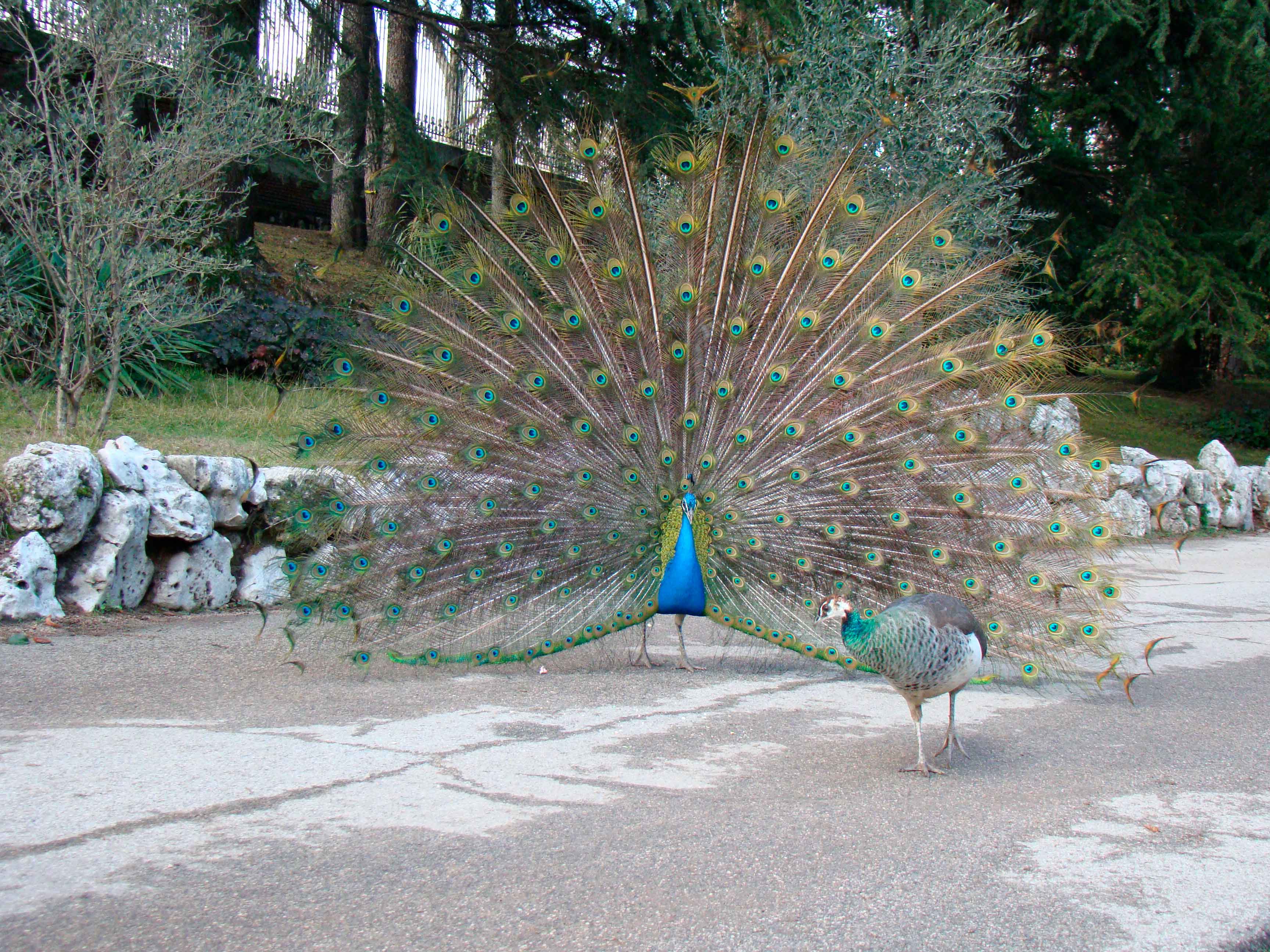 pavo reales