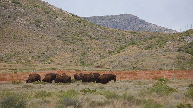 bisontes