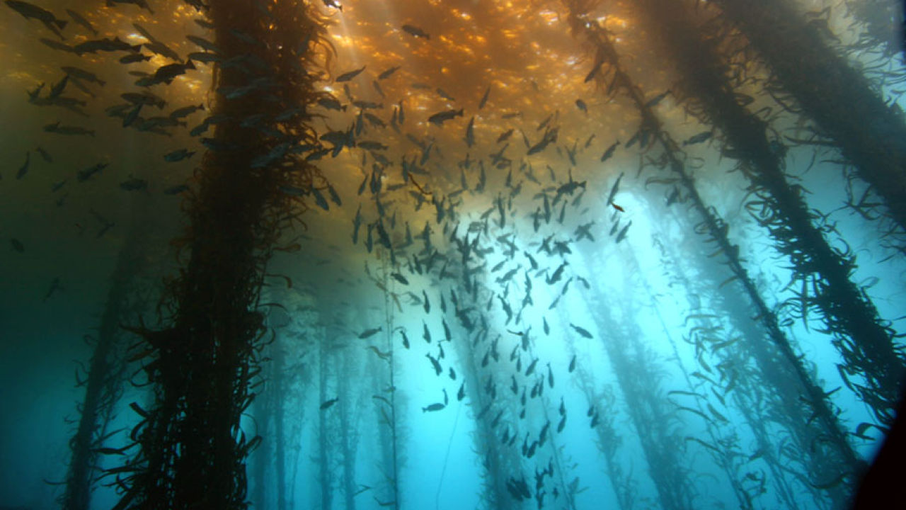 Bosque sumergido es descubierto en el Golfo de México