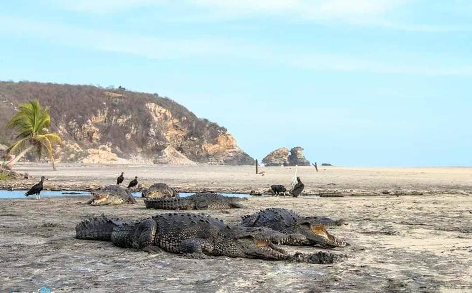 Cocodrilos vuelven a las playas de Oaxaca