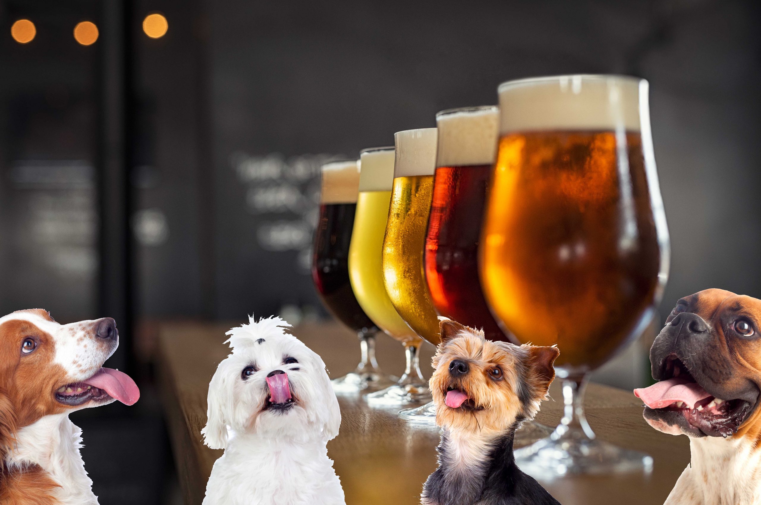 Empresa te regala 3 meses de cerveza si adoptas un perrito