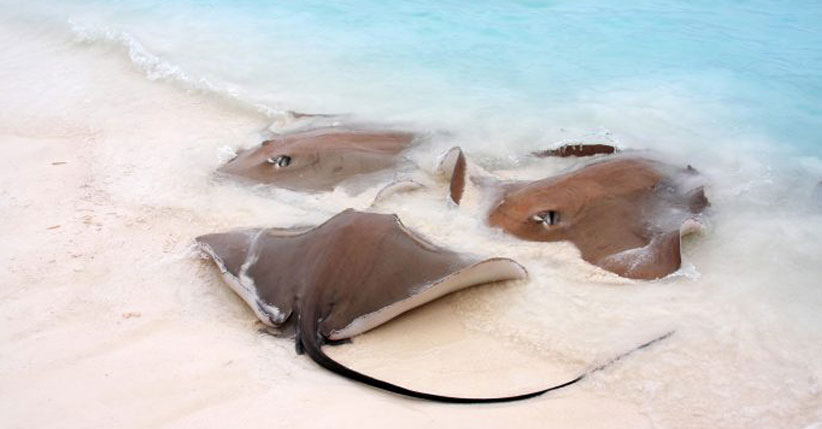 En Holbox los animales regresan a su paraíso