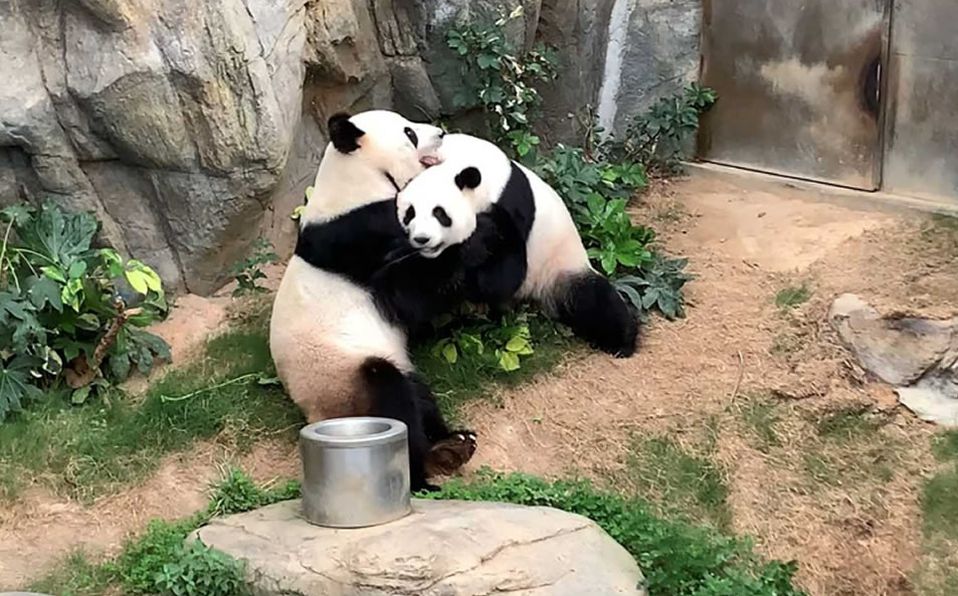 Pandas aprovechan la cuarentena para aparearse